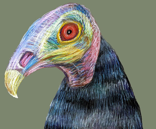 Primal Gaze: The Vulture Study van Roi Pajursky, Schilderij te koop op Singulart