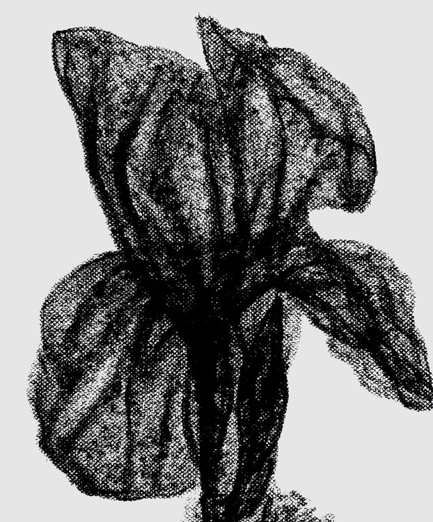 Nocturnal Iris – Botanical Study Roi Pajursky