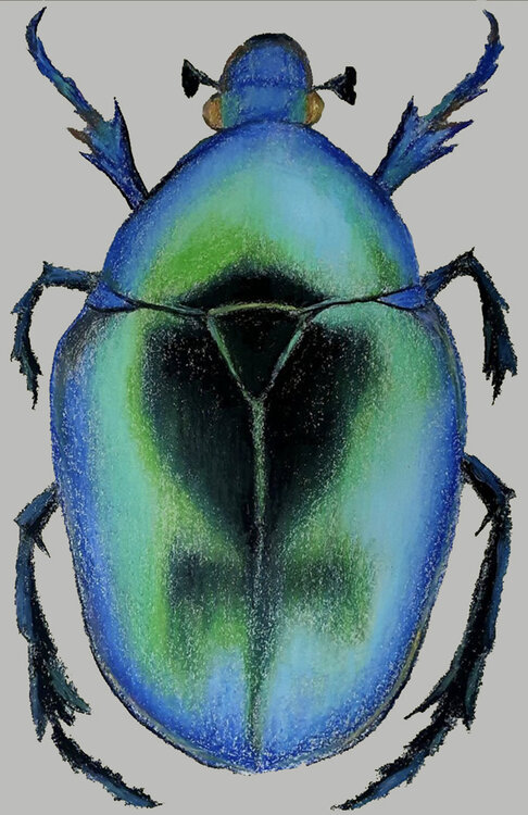Iridescent Armor – Beetle Study Roi Pajursky