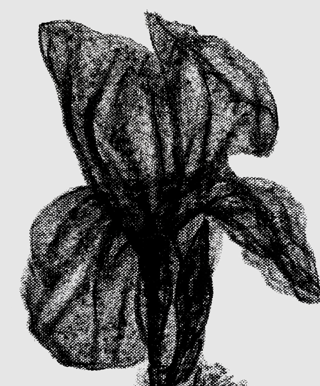 Nocturnal Iris – Botanical Study Roi Pajursky