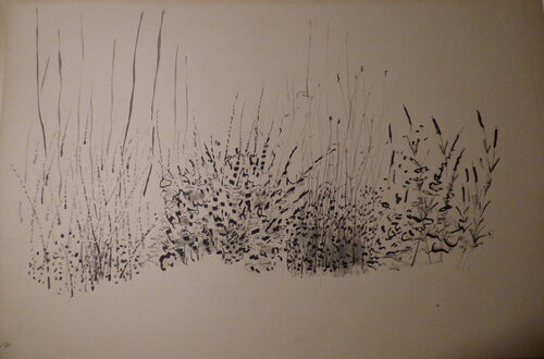 Ajoncs par Jean-Pierre Villeneuve, Dessin en vente sur Singulart