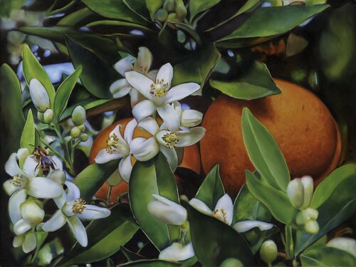 Narszi van Szilvia Németh, Schilderij te koop op Singulart