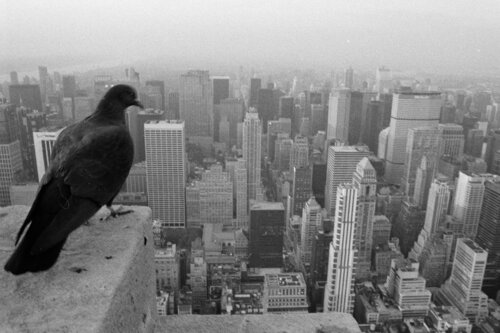 New York de Harald Hauswald, Fotografía a la venta en Singulart