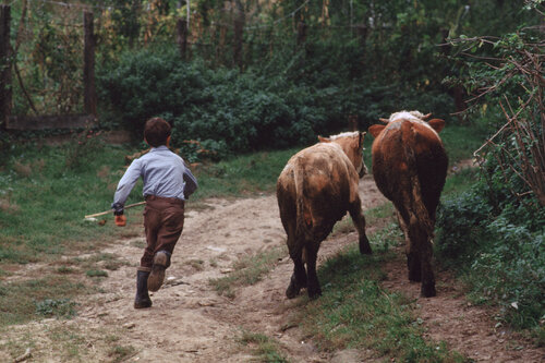 Siebenbürgen, Dorfleben 1993 de Harald Hauswald, Fotografía a la venta en Singulart