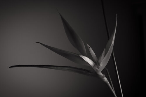 UNTITLED - A STUDY OF FLOWERS III by Franziska Elena Spiller, 사진 for Sale on Singulart