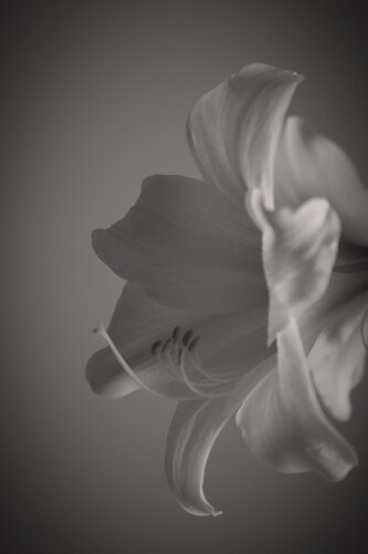 UNTITLED - A STUDY OF FLOWERS II von Franziska Elena Spiller, Fotografie kaufen auf Singulart