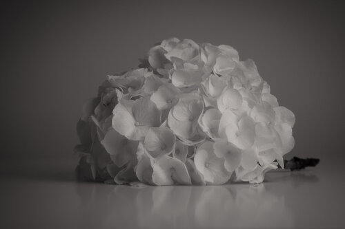UNTITLED - A STUDY OF FLOWERS IV de Franziska Elena Spiller, Fotografía a la venta en Singulart