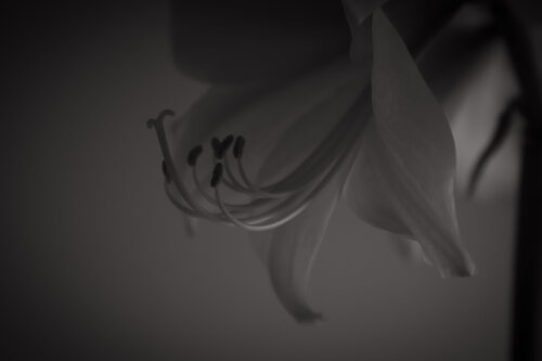 UNTITLED - A STUDY OF FLOWERS V von Franziska Elena Spiller, Fotografie kaufen auf Singulart