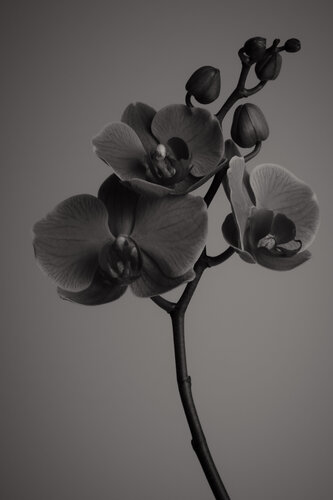 UNTITLED - A STUDY OF FLOWERS VI par Franziska Elena Spiller, Photographie en vente sur Singulart