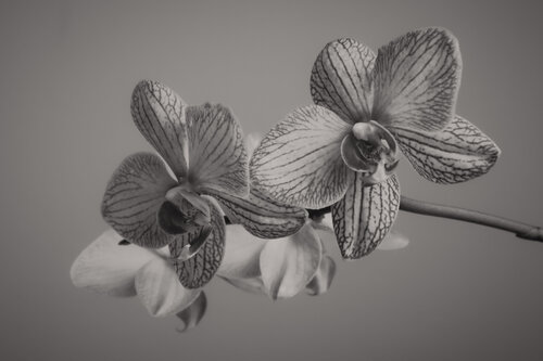 UNTITLED - A STUDY OF FLOWERS VII by Franziska Elena Spiller, Photography for Sale on Singulart