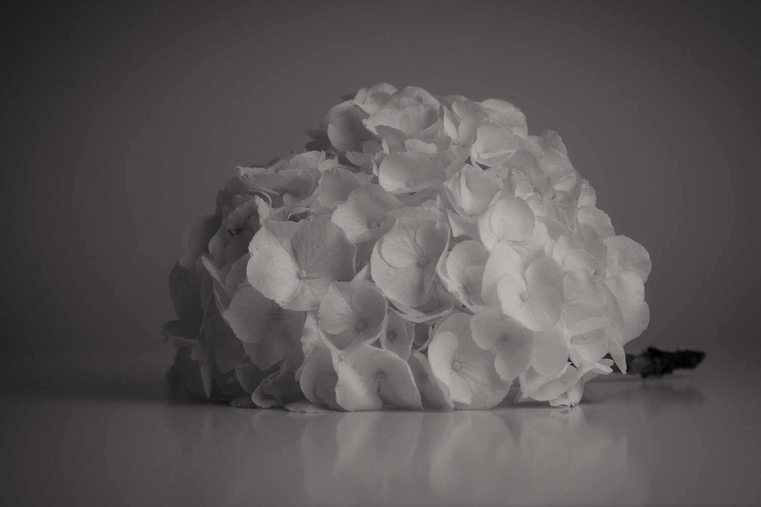UNTITLED - A STUDY OF FLOWERS IV Franziska Elena Spiller Fotografie zu verkaufen