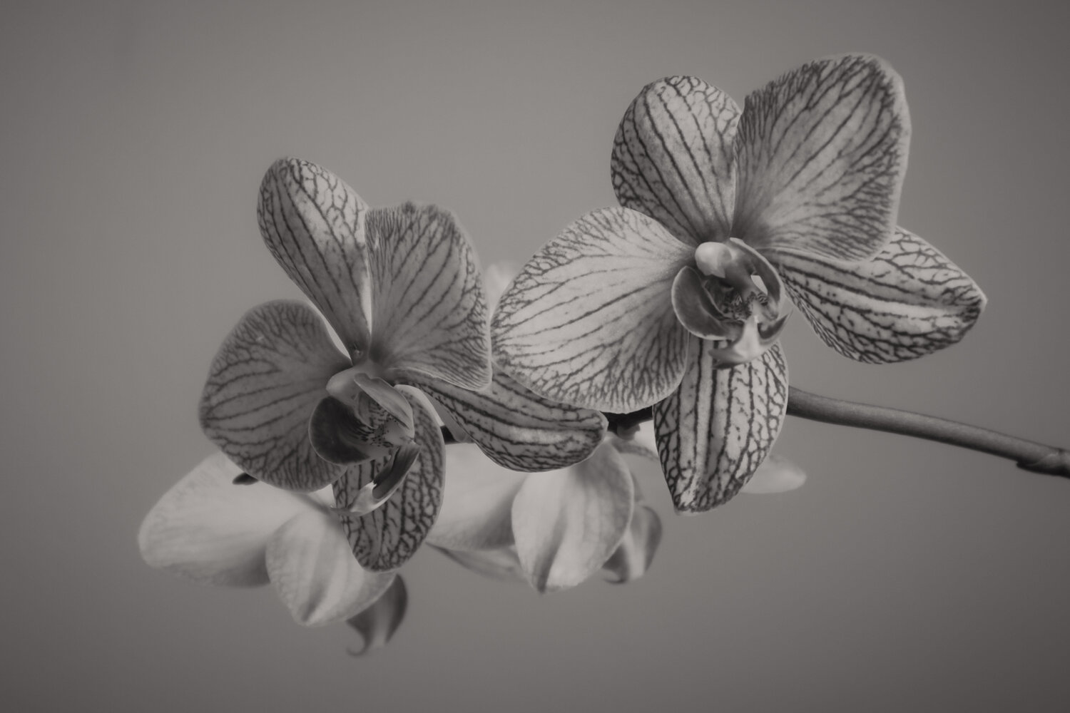 UNTITLED - A STUDY OF FLOWERS VII Franziska Elena Spiller Fotografie zu verkaufen