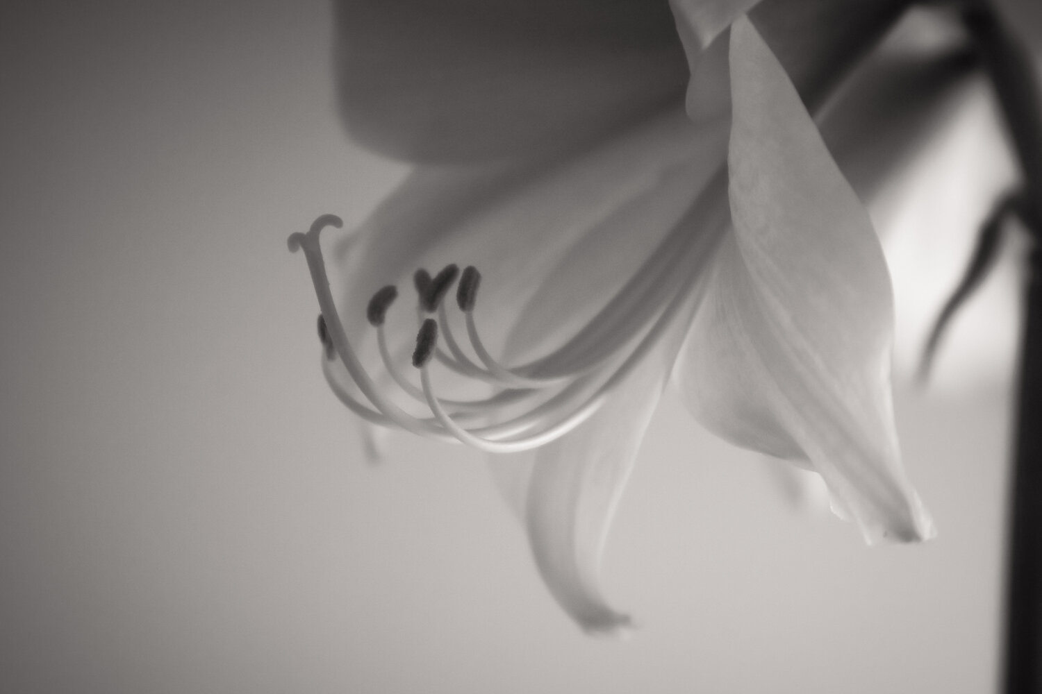 UNTITLED - A STUDY OF FLOWERS V Franziska Elena Spiller Fotografia in vendita
