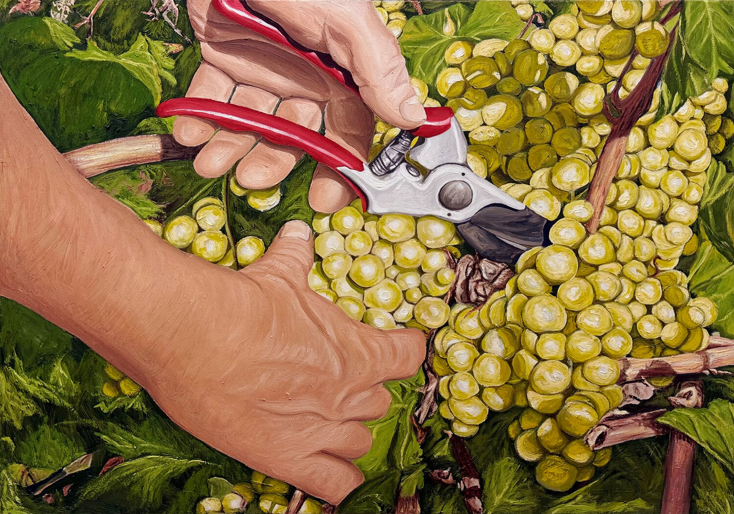Hands of grape harvesters Ferrer Larruy