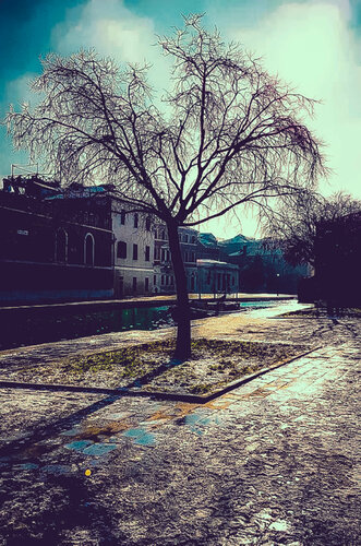 Venetian tree par Thomas Dellert, Photographie en vente sur Singulart