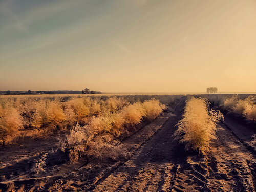 Deutscher Herbst par Thomas Dellert, Photographie en vente sur Singulart