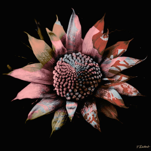 Pink and Blue Flower.         ( after Edward Weston ) van Thomas Dellert, Fotografie te koop op Singulart