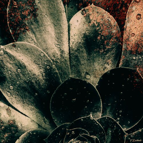 Wet Plant after the rain .             ( after Edward Weston ) van Thomas Dellert, Fotografie te koop op Singulart