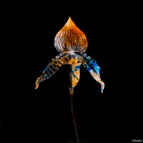 Alien Flower 1. ( after Robert Mapplethorpe ) van Thomas Dellert, Fotografie te koop op Singulart