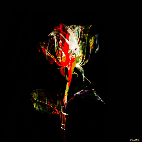 Arty Flower 1   ( after Robert Mapplethorpe ) van Thomas Dellert, Fotografie te koop op Singulart