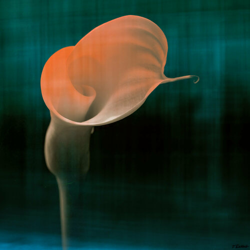 Transition Flower.           ( after Robert Mapplethorpe ) Thomas Dellert