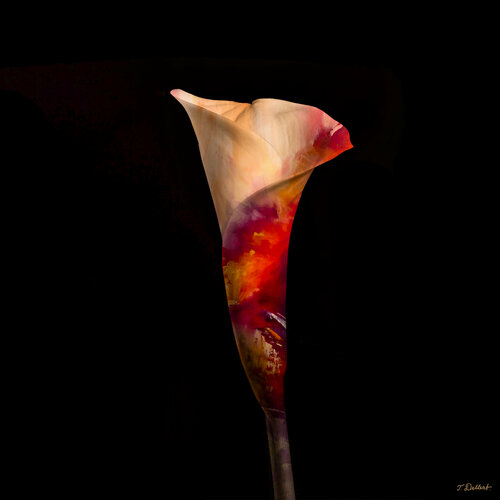 Flower of Youth Thomas Dellert