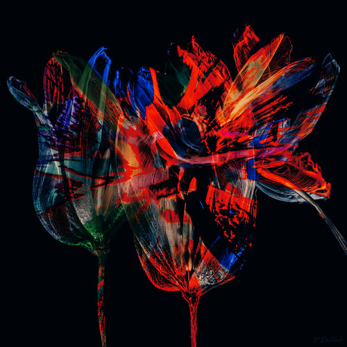 Flower of Life.       ( Fluorescent 1 ) van Thomas Dellert, Fotografie te koop op Singulart