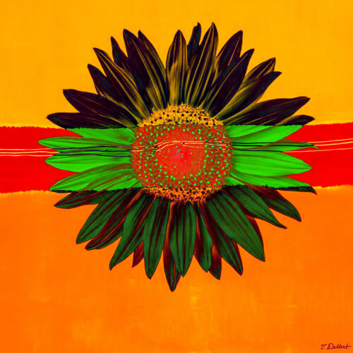 Sun Flower Thomas Dellert
