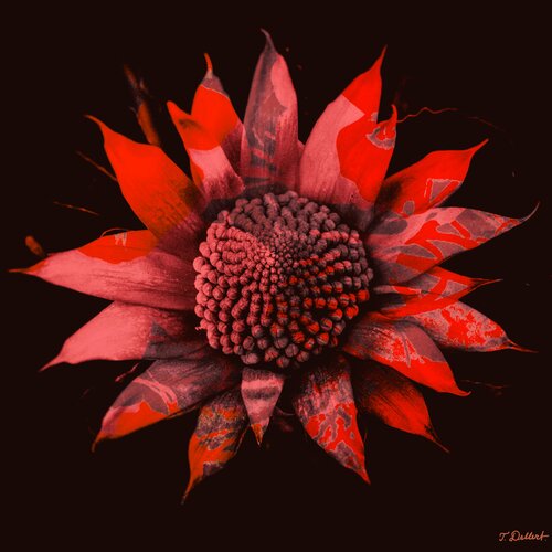 Fire Flower van Thomas Dellert, Fotografie te koop op Singulart