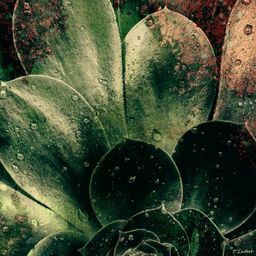 Oxidation Plants van Thomas Dellert, Fotografie te koop op Singulart