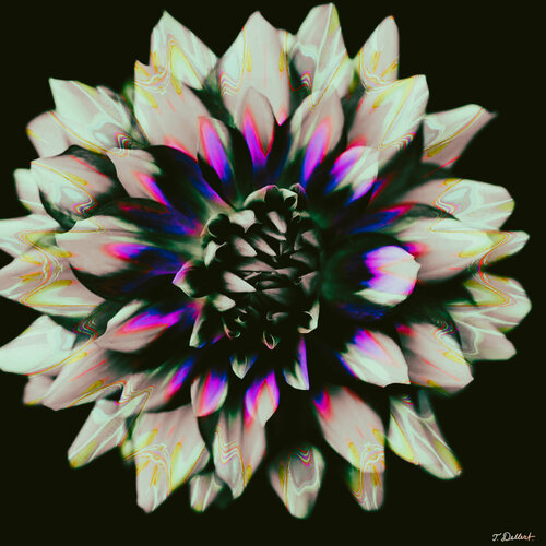 Fluorescent Flower 1 van Thomas Dellert, Fotografie te koop op Singulart