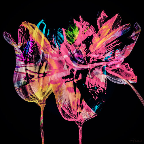 LGTBQ Flowers van Thomas Dellert, Fotografie te koop op Singulart