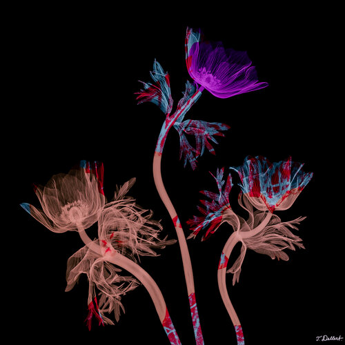 Psychedelic Flowers van Thomas Dellert, Fotografie te koop op Singulart