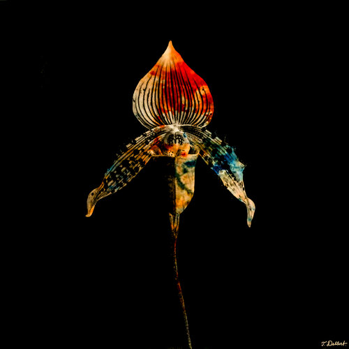 Alien Flower 2 par Thomas Dellert, Photographie en vente sur Singulart