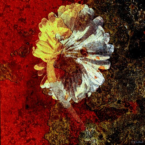 Flower under transformation par Thomas Dellert, Photographie en vente sur Singulart