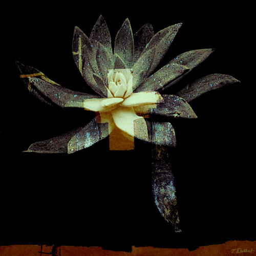 Holy Plant par Thomas Dellert, Photographie en vente sur Singulart