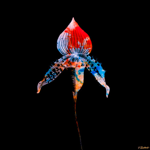 American Alien Plant par Thomas Dellert, Photographie en vente sur Singulart
