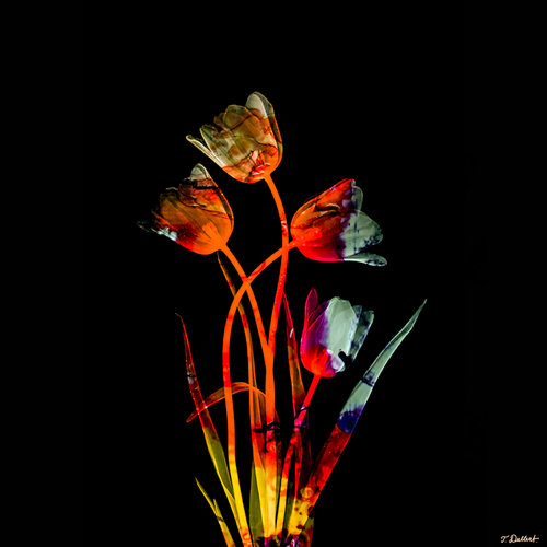 Arty Tulips par Thomas Dellert, Photographie en vente sur Singulart