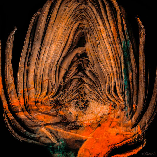 Heart of Artichoke Orange and Green after Edward Weston par Thomas Dellert, Photographie en vente sur Singulart