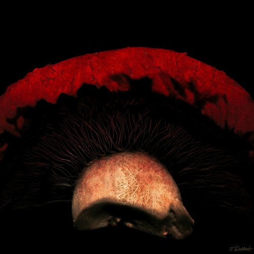 Magic Mushroom 1 par Thomas Dellert, Photographie en vente sur Singulart