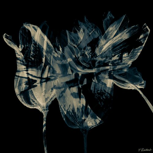 Stone Forrest Flowers par Thomas Dellert, Photographie en vente sur Singulart