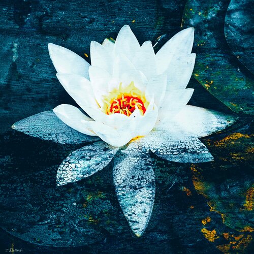 Water Lilie in blue lake.  ( after Claude Monet ) Thomas Dellert