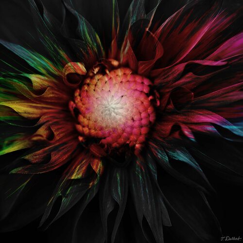 Rainbow Flower Thomas Dellert