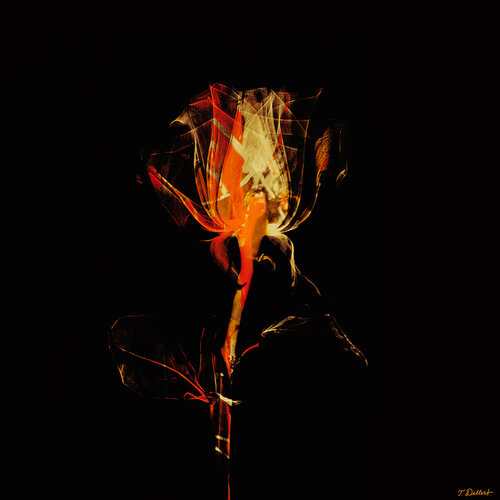 Rose of sunlight par Thomas Dellert, Photographie en vente sur Singulart