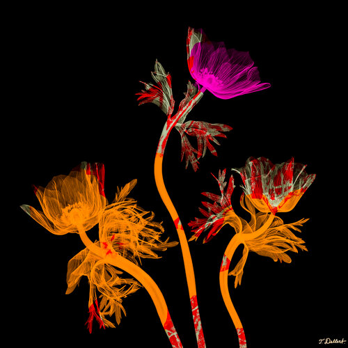 Flower Magic par Thomas Dellert, Photographie en vente sur Singulart
