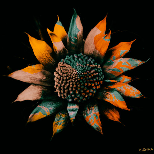Sun Flower after Vincent Van Gogh par Thomas Dellert, Photographie en vente sur Singulart