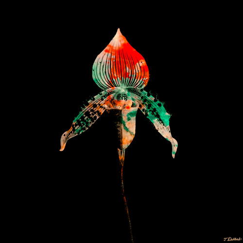 Italian Alien Flower par Thomas Dellert, Photographie en vente sur Singulart