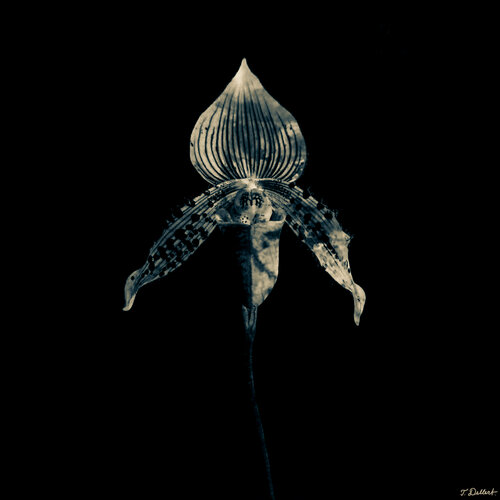Extra Terrestrial Flower par Thomas Dellert, Photographie en vente sur Singulart