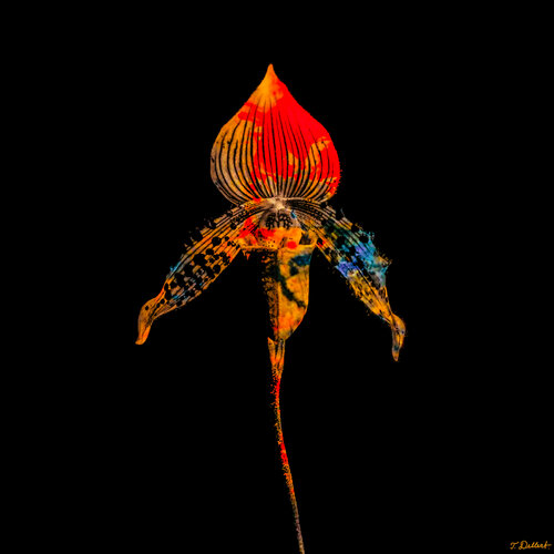 Alien flower of Love par Thomas Dellert, Photographie en vente sur Singulart
