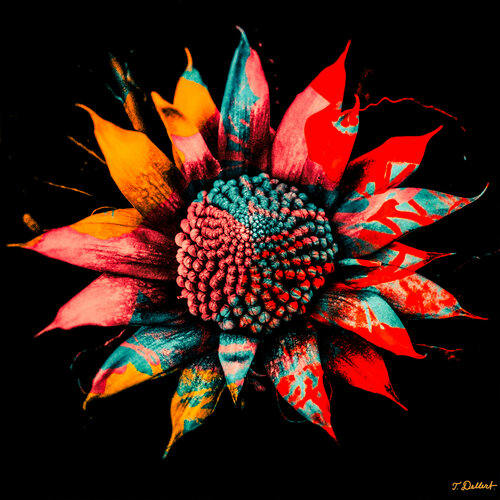 Pop Flower par Thomas Dellert, Photographie en vente sur Singulart